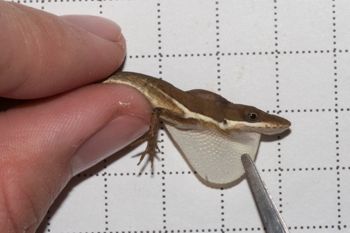 Media type: image;   Herpetology R-186852